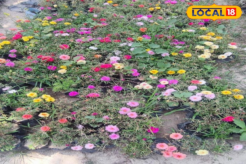 মোরাদাবাদের খবর, হিন্দি খবর, আপ নিউজ, স্থানীয় খবর, মোরাদাবাদের খবর, হিন্দি খবর, ইউপি খবর, স্থানীয় খবর। মোরাদাবাদের খবর, হিন্দি খবর, আপ নিউজ, স্থানীয় খবর, মোরাদাবাদের খবর, হিন্দি খবর, ইউপি খবর, স্থানীয় খবর।