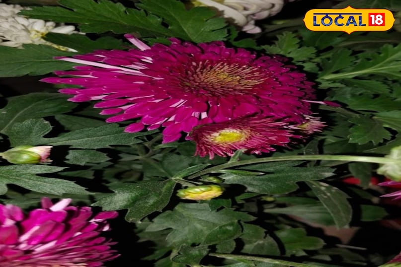 মোরাদাবাদের খবর, হিন্দি খবর, আপ নিউজ, স্থানীয় খবর, মোরাদাবাদের খবর, হিন্দি খবর, ইউপি খবর, স্থানীয় খবর। মোরাদাবাদের খবর, হিন্দি খবর, আপ নিউজ, স্থানীয় খবর, মোরাদাবাদের খবর, হিন্দি খবর, ইউপি খবর, স্থানীয় খবর।