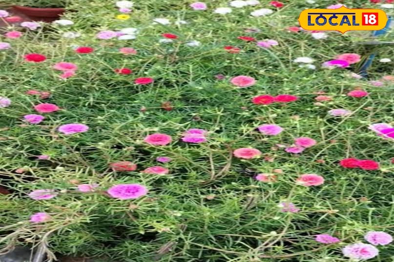 মোরাদাবাদের খবর, হিন্দি খবর, আপ নিউজ, স্থানীয় খবর, মোরাদাবাদের খবর, হিন্দি খবর, ইউপি খবর, স্থানীয় খবর। মোরাদাবাদের খবর, হিন্দি খবর, আপ নিউজ, স্থানীয় খবর, মোরাদাবাদের খবর, হিন্দি খবর, ইউপি খবর, স্থানীয় খবর।