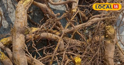 जंगलों में मिलने वाली किल्मोड़ी की जड़, जो शुगर के लिए है रामबाण 