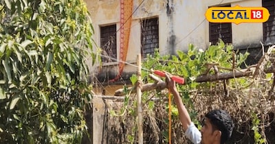 फरवरी के महीने मे आम के पेड़ो मे जरूर करे इन कृषि रशायन का छिड़काव