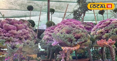 सर्दियों में गार्डन की खूबसूरती बढ़ाता है ये रंग-बिरंगा कैबेज फ्लावर