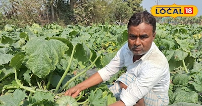 एक बार लगाने के बाद डेढ से 2 महीने चलती है कद्दू फसल