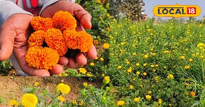 पप्पू कुमार की फूल की खेत