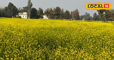 सरसों की खेती करने वाले किसान सावधान 