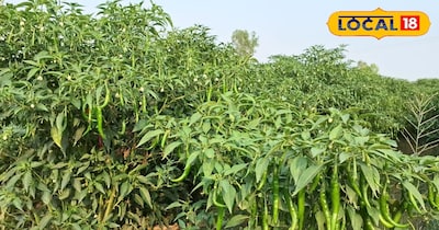 इन किस्मो की बाजार में रहती है काफी डिमांड