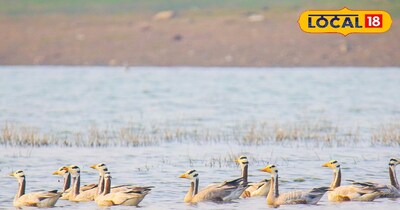 गंगा नदी के पाट का भी सर्वेक्षण किया गया, जहां 45 प्रजातियों के 2,008 पक्षी दर्ज