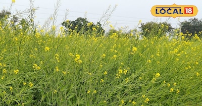 जैविक सरसों की खेती.