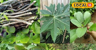 आयुर्वेदिक पत्ते 