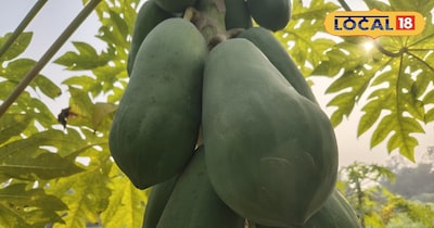 पपीता की खेती