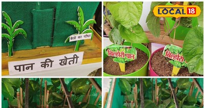 छत्तीसगढ़ में पान की खेती