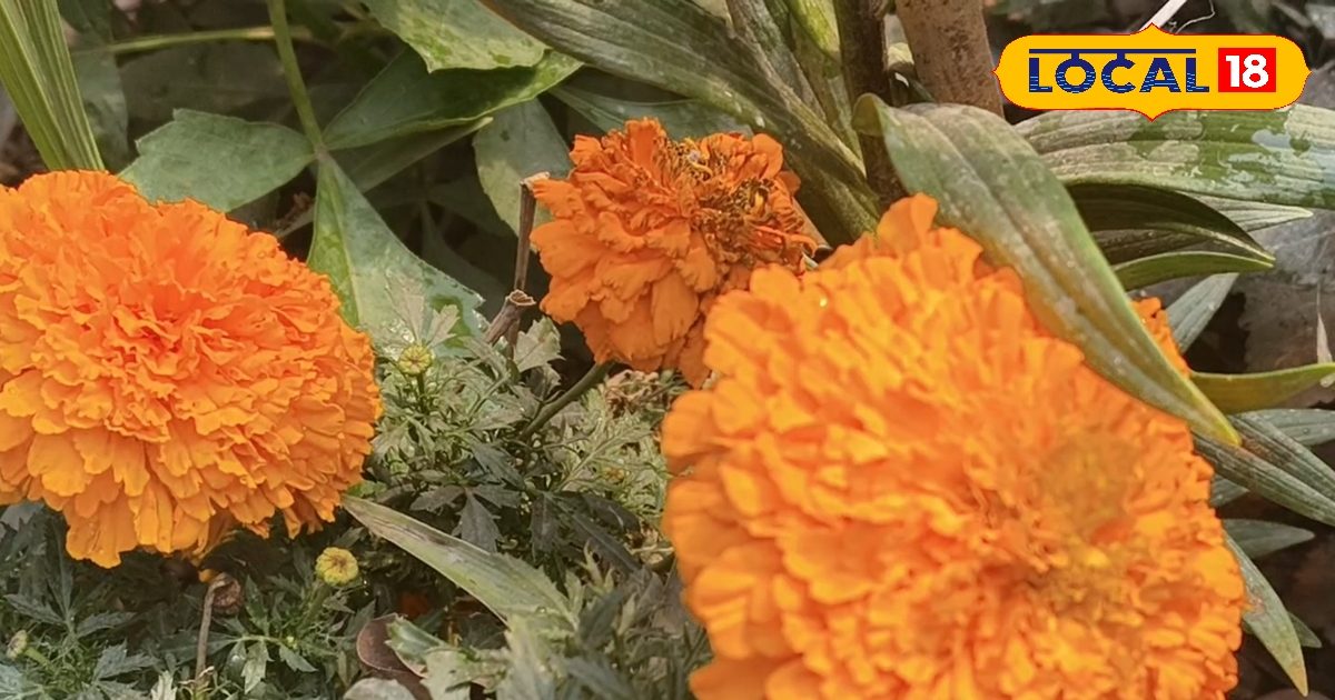 पार्लर जैसा निखार अब घर में! गेंदे के फूल में छिपा है एंटी-एजिंग का खजाना, डॉक्टर से जानें इस्तेमाल का तरीका