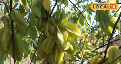 स्टार फल