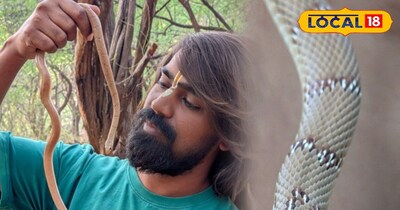 दुर्लभ बैंडेड रेसर सांप सिरोही रेस्क्यू