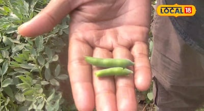 घर पर मेहमान आते ही आंगन से ही तोड़ कर लेते आते हैं "बकला" और फिर बनाते हैं टेस