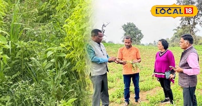 जबलपुर में चिया की खेती.