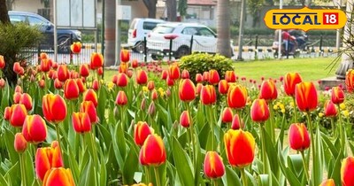 Tulip Festival delhi 