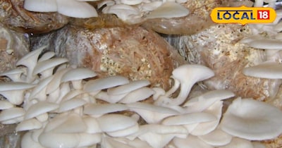 मशरूम की खेती