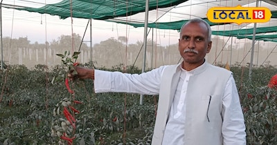 इसके पौधे की लंबाई 4 फीट जबकि फल की लंबाई 8 से 9 इंच है. 