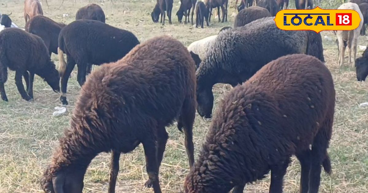 ₹10 हजार किलो कीमत! खांसी-जुकाम से कमर दर्द तक, भेड़ का घी है हर मर्ज की दवा, एक्सपर्ट से जानें सेवन का तरीका