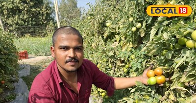 टमाटर की बाजारों में रहती है हमेशा डिमांड