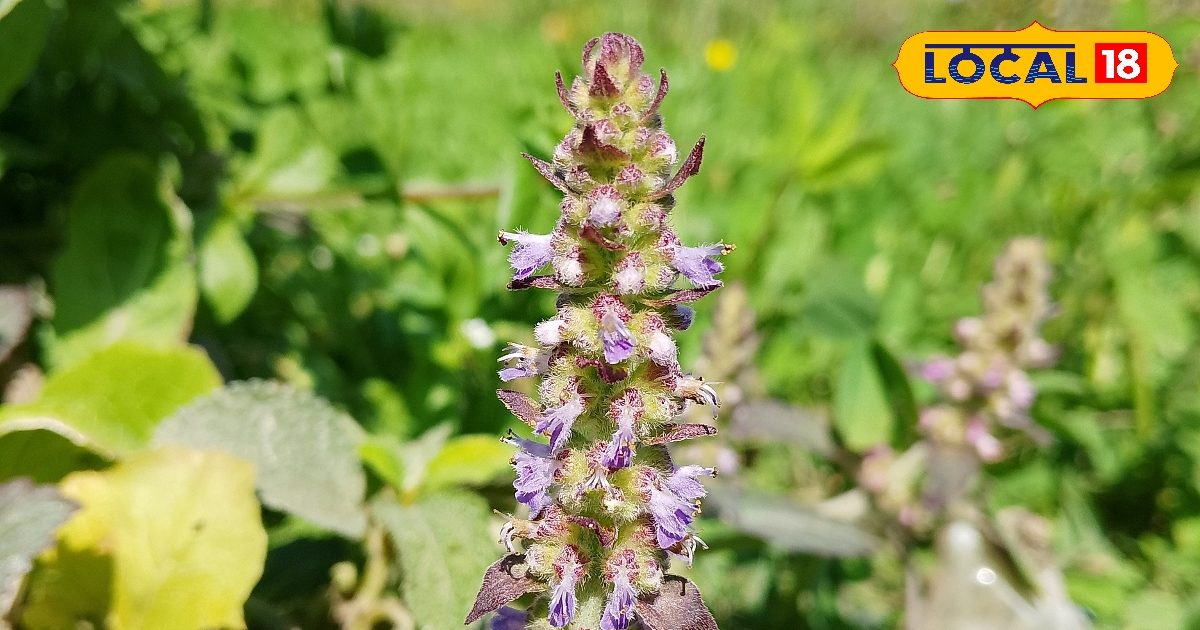 एलर्जी से हैं परेशान? पहाड़ों की इन 4 जड़ी-बूटियों से बनाएं ये कमाल का लेप, खुजली-जलन से मिलेगी राहत