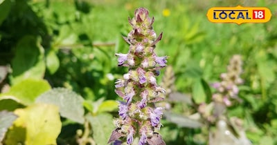 ऐलर्जी के लिए पहाड़ी दवाई