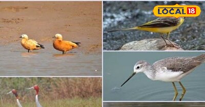 सितंबर से अप्रैल तक ये पक्षी इंदौर के सिरपुर तालाब में ही रहते हैं <br>