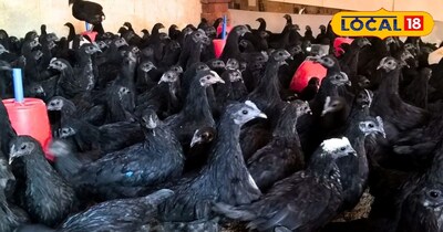 मुर्गे और मुर्गी दोनों में प्रोटीन होता है