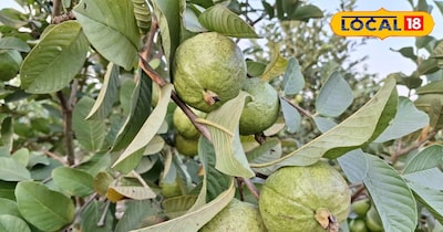 कई बीमारियों में है रामबाण