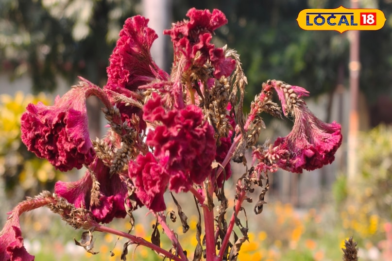 শ্বাসযন্ত্রের রোগ 