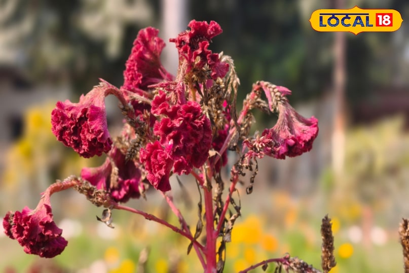 ক্ষত এবং ফোলা