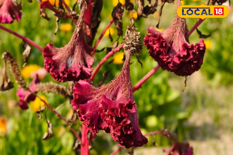 পাচনতন্ত্র