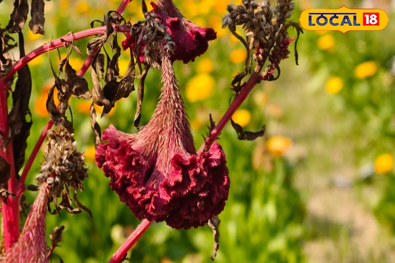 খাওয়ার পদ্ধতি