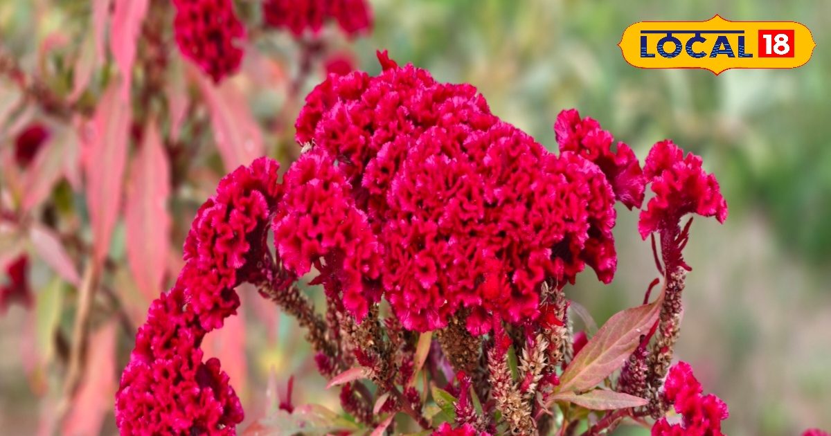 Health tips : चिकन से ज्यादा ताकतवर ये मुर्गा फूल, बगीचे का चार चांद, सेहत के लिए संजीवनी