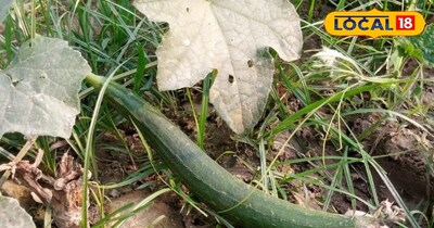 गर्मियों में तुरई की रहती है काफी डिमांड