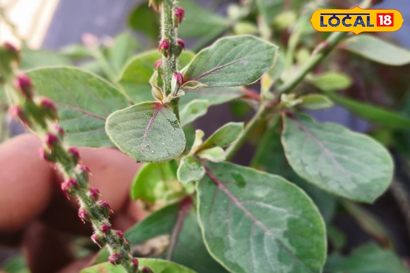 স্থানীয় 18