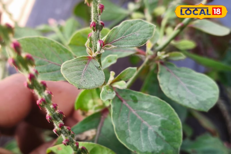 স্থানীয় 18