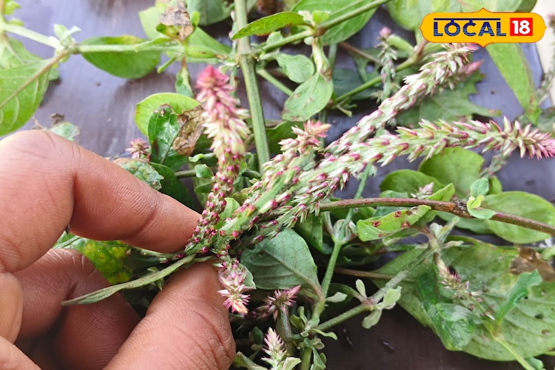 স্থানীয় 18