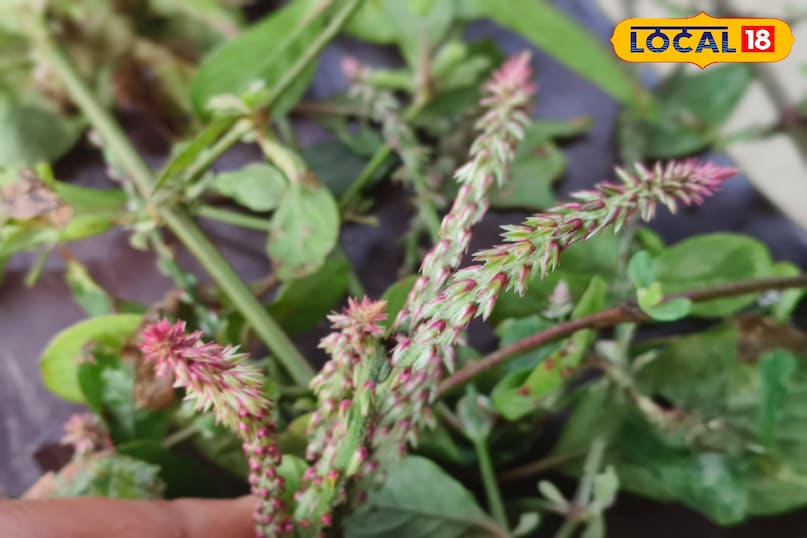 স্থানীয় 18