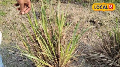 जराकुश का पौधा.