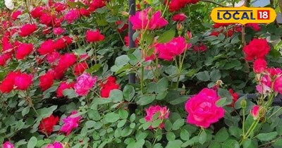 गुलाब का फूल 