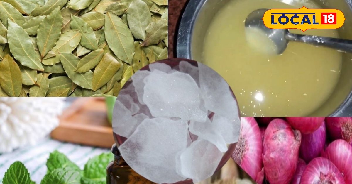 चूहा, चींटी, छिपकली और कॉकरोच से हैं परेशान? अपनाएं ये देसी उपाय, बिना केमिकल मिल जाएगा छुटकारा