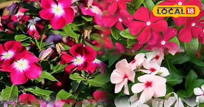 सदाबहार फूल 