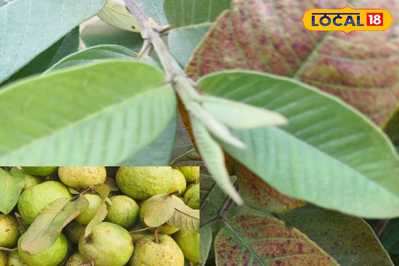 স্থানীয় 18