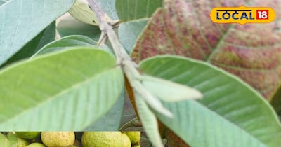 अमरूद की पत्तियां