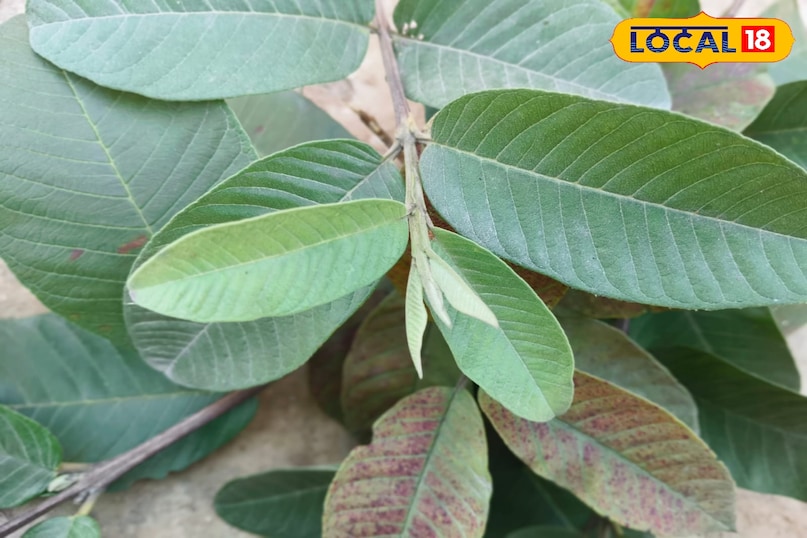 স্থানীয় 18