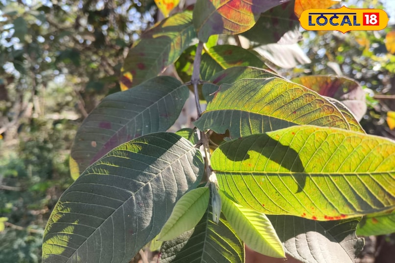 স্থানীয় 18