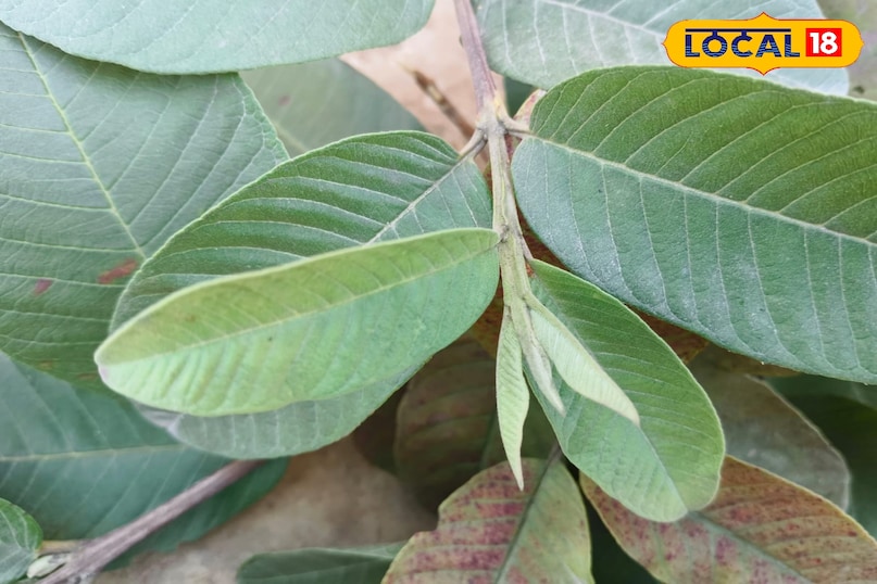 স্থানীয় 18