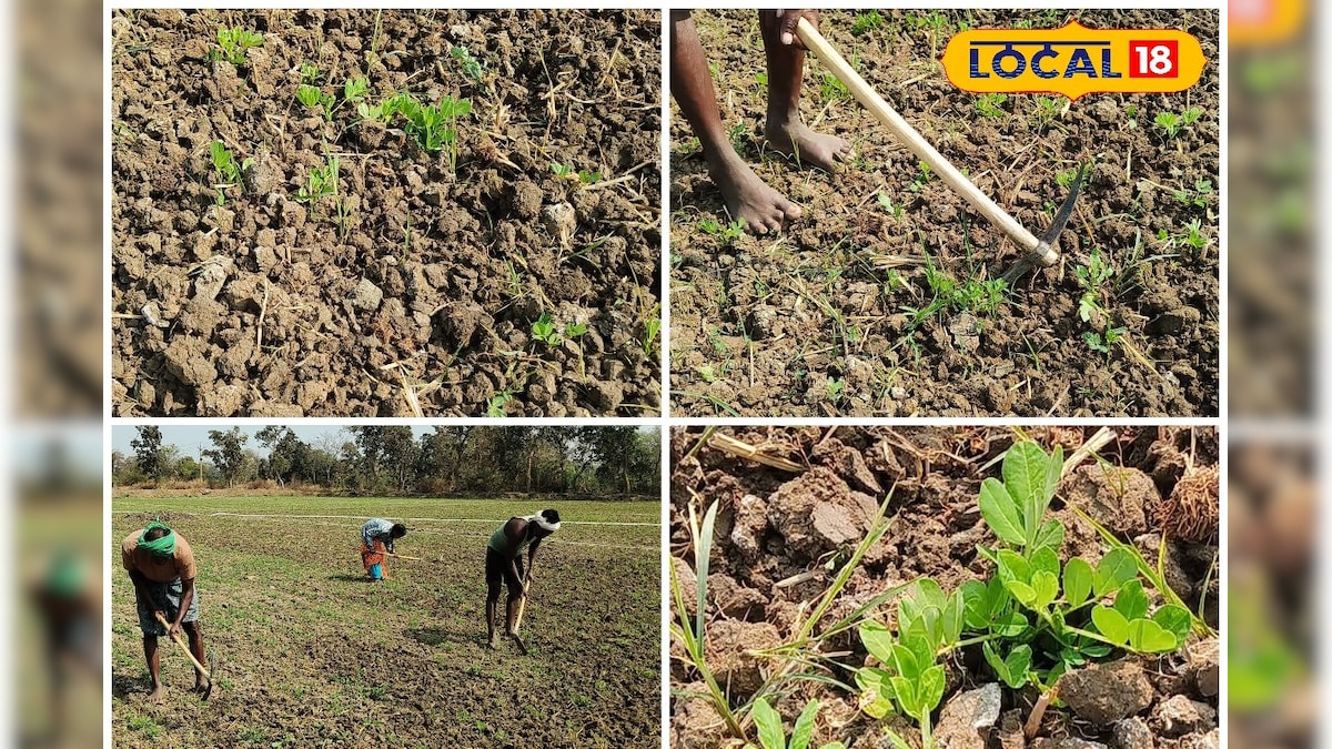 छोटी सी लापरवाही, बड़ा नुकसान! किसान भाई रबी मूंगफली में अभी करें ये जरूरी काम